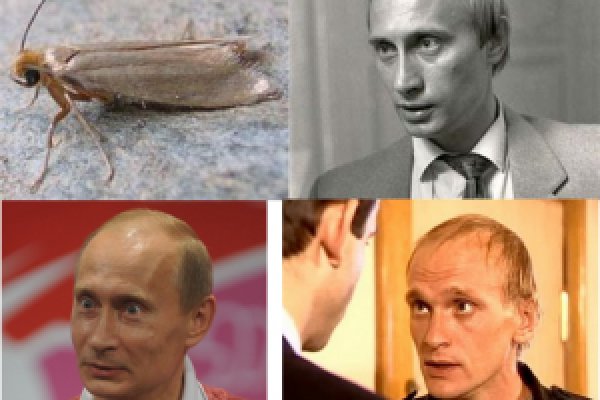 Почему не закрыт сайт кракен