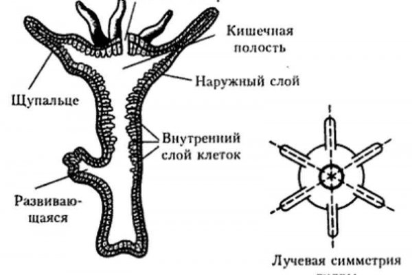 Ссылка кракен официальная тор